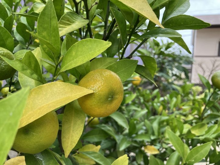 グランド工房　植栽メンテナンス　草花　すまいるサン　ガーデン　花　剪定