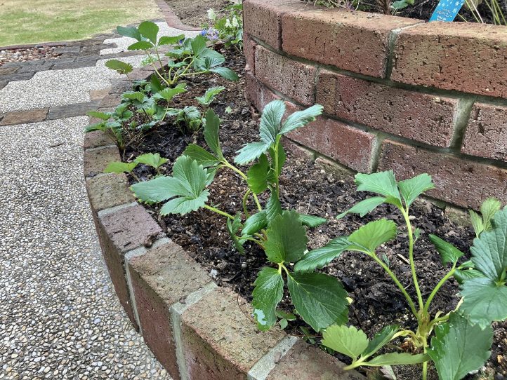 グランド工房　植栽メンテナンス　草花　すまいるサン　ガーデン　花　剪定