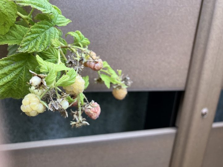 グランド工房　植栽メンテナンス　草花　すまいるサン　ガーデン　花　剪定