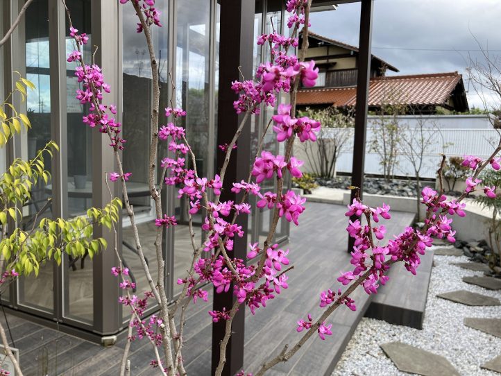 ｸﾞﾗﾝﾄﾞ工房　ハナズオウ