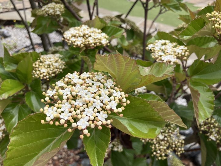 グランド工房　ハクサンボク