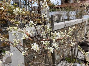 グランド工房　小倉店　開花　ジューンベリー