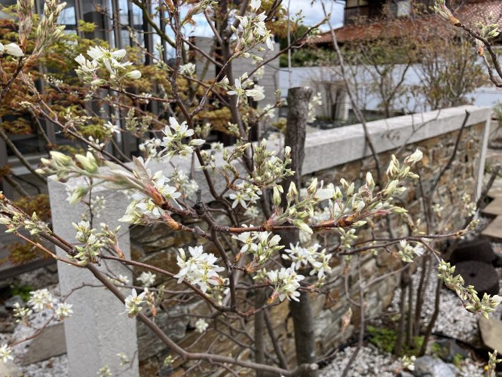 グランド工房　小倉店　開花　ジューンベリー