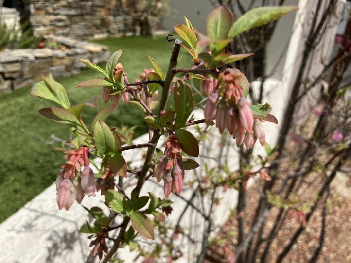 グランド工房　小倉店　ブルーベリー