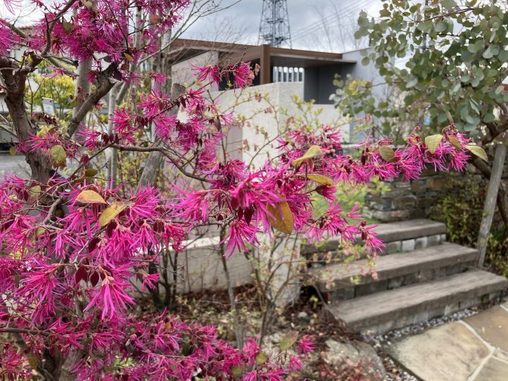 グランド工房　ベニバナトキワマンサク