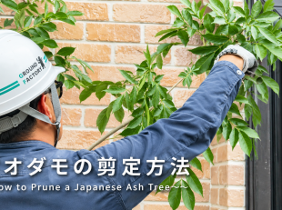 アオダモ　剪定　透かしカット　庭木　グランド工房　剪定の仕方