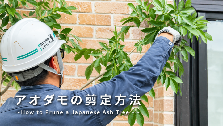 アオダモ　剪定　透かしカット　庭木　グランド工房　剪定の仕方
