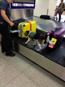 台北空港　探知犬