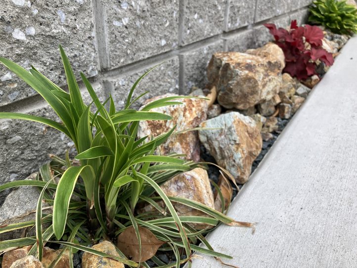 栗石 なごみ石 錦 植栽