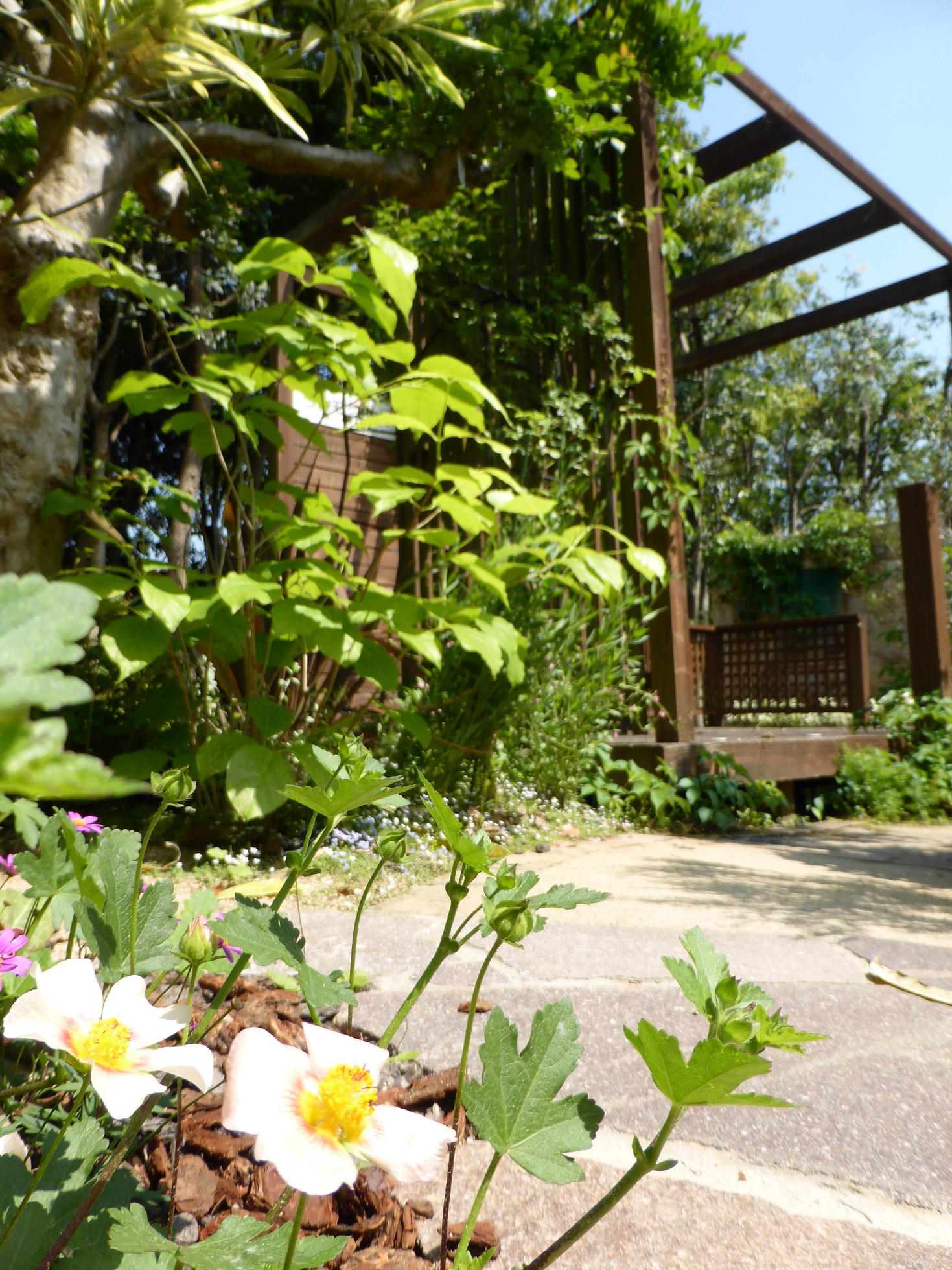 ﾓﾃﾞﾙｶﾞｰﾃﾞﾝ 花盛りで可愛い庭になってます エクステリア ガーデン 外構 造園 大分市 グランド工房
