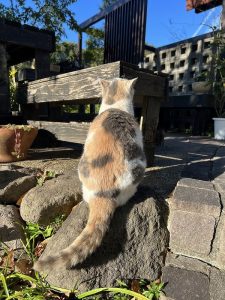 看板猫　タマ