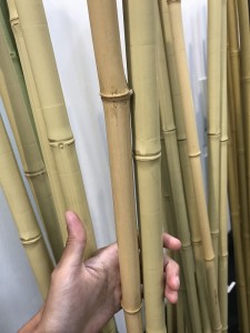 エバーバンブーと本物の竹