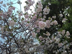 八重桜④