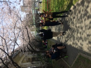福岡 多の津公園　昨年の桜