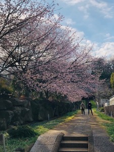 西方寺　桜