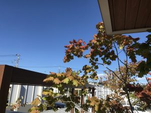 紅葉近づく