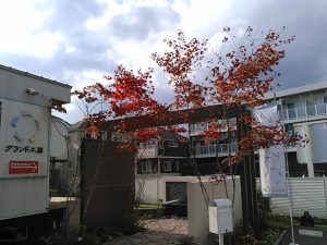 ヤマモミジ