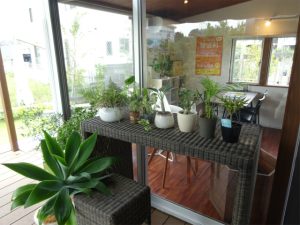観葉植物たち