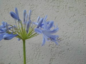アガパンサス’