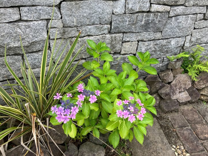 紫陽花