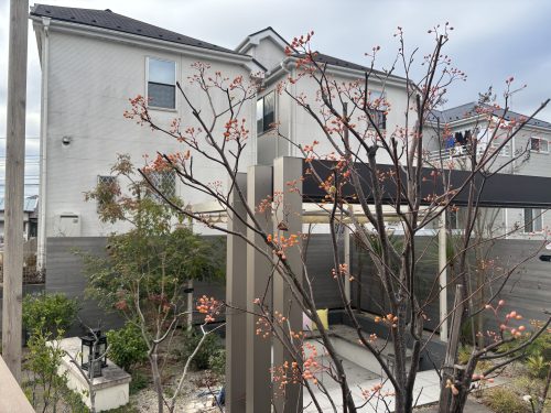 アズキナシの落葉後のすがたです。