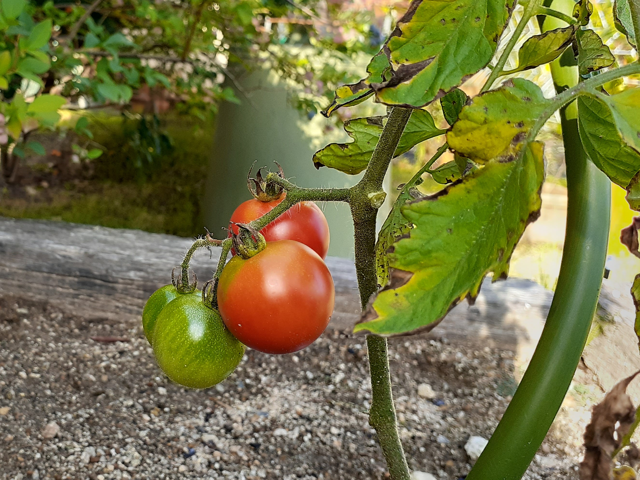トマト菜園