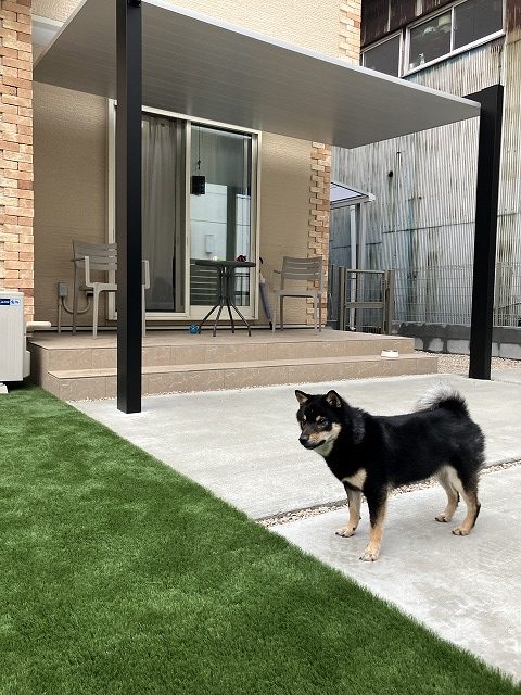 テラスSC　人工芝　ドックラン