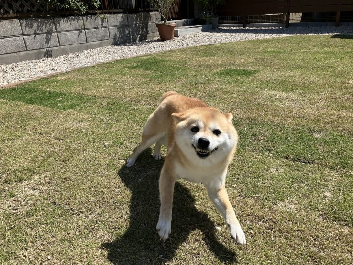 ドックラン、天然芝