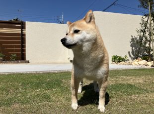 ドックラン