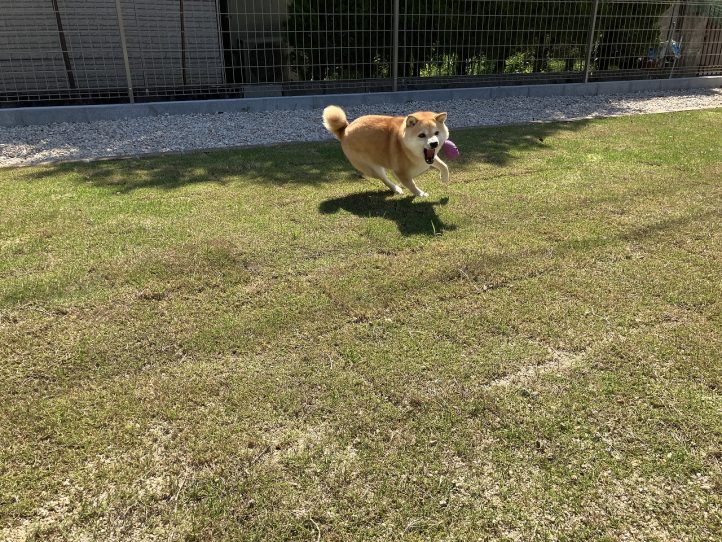 ドックラン、天然芝
