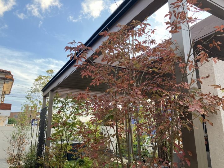 アオダモの紅葉