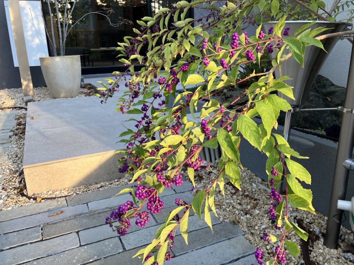 ムラサキシキブ