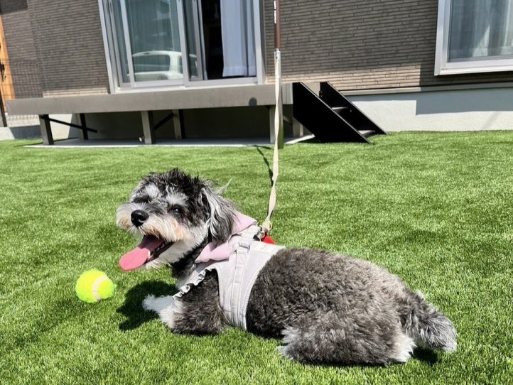 人工芝で遊ぶワンちゃん