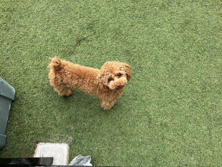 ドッグランで遊ぶワンちゃん