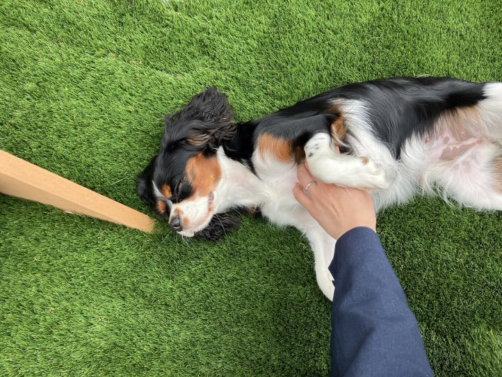 人工芝で癒されるワンちゃん