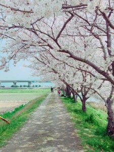 桜　室見川