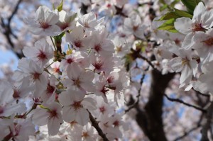 桜　満開　お花見