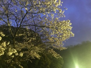 横浜　三溪園　夜桜