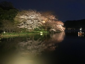 横浜　三溪園　夜桜