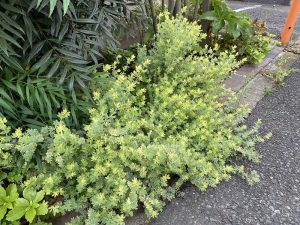 グランド工房相模原店　植栽