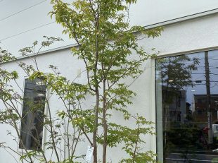 ヒメシャラ　シンボルツリー　グランド工房相模原店