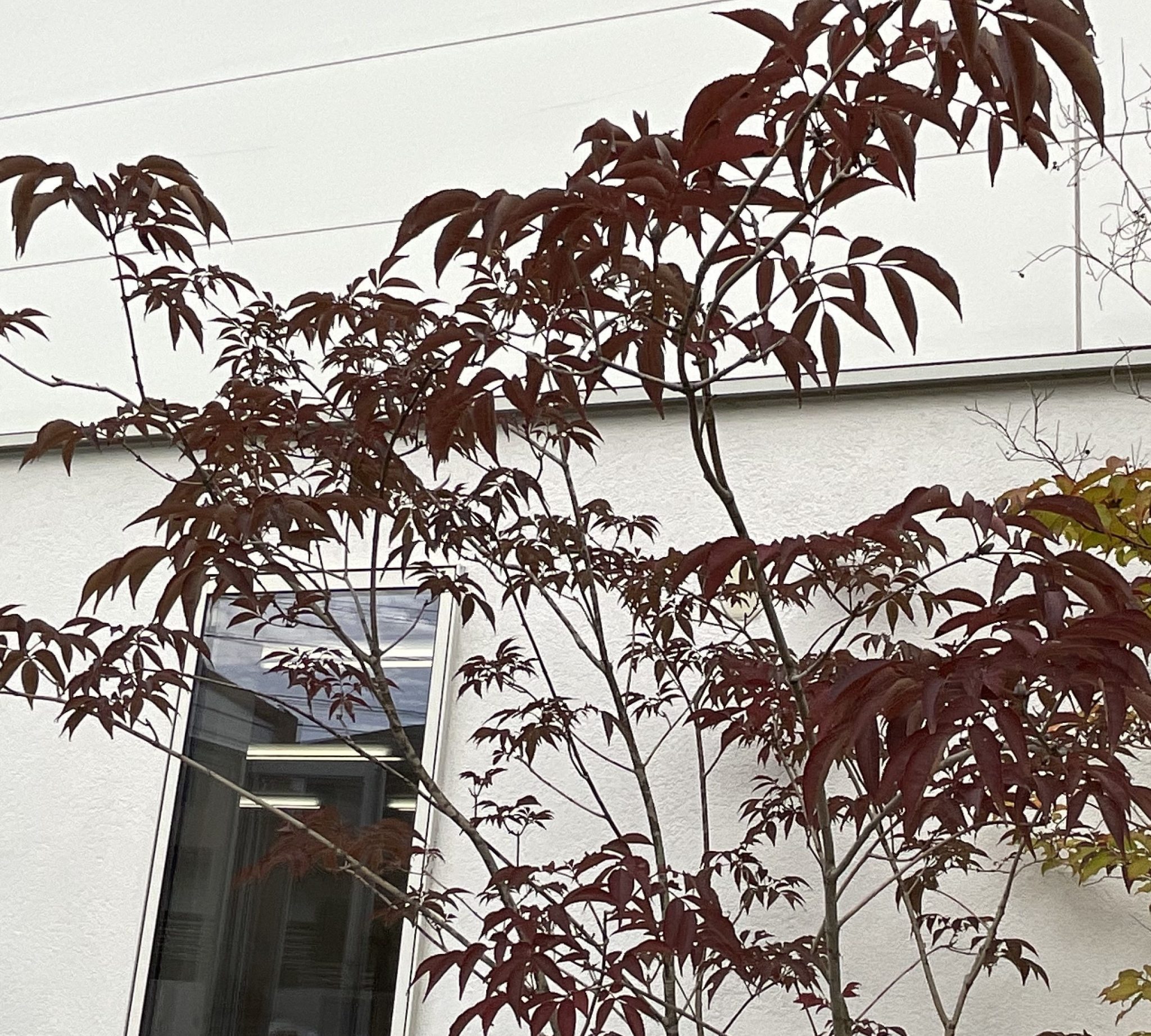 アオダモやヤマボウシなど、秋の紅葉を楽しませてくれる落葉樹をご紹介 | スタッフブログ(相模原店)|エクステリア・ガーデン・外構・造園|グランド工房