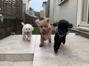 犬庭で遊ぶ