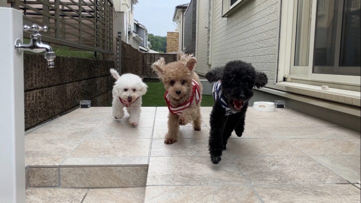 犬庭で遊ぶ