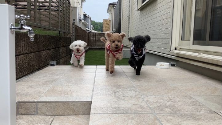 嬉しそうな愛犬たち トイプードル