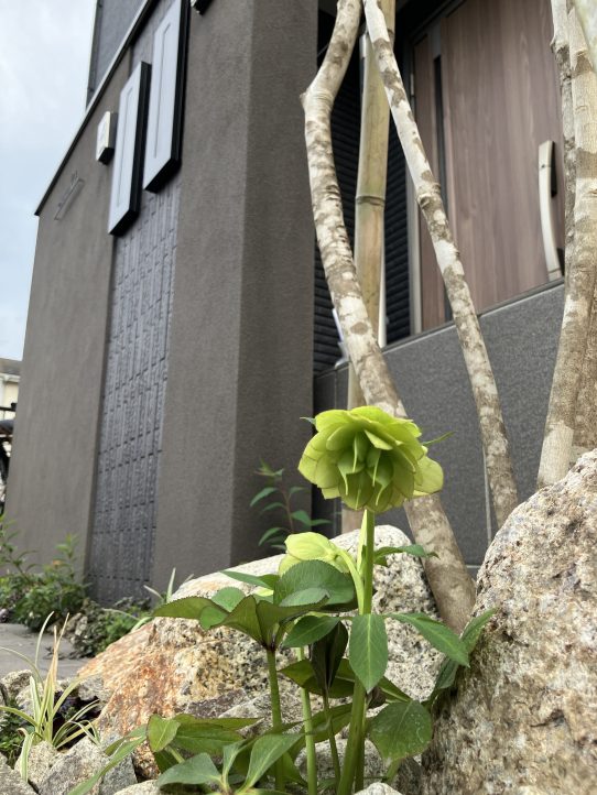 クリスマスローズ