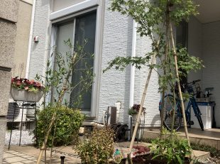 花壇　植栽　ピンコロ