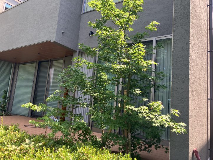 植栽 モミジ