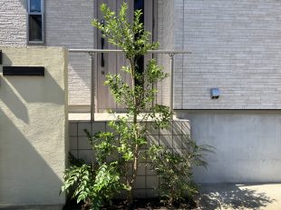 植栽
